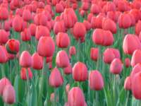 dscf0238_small.jpg
