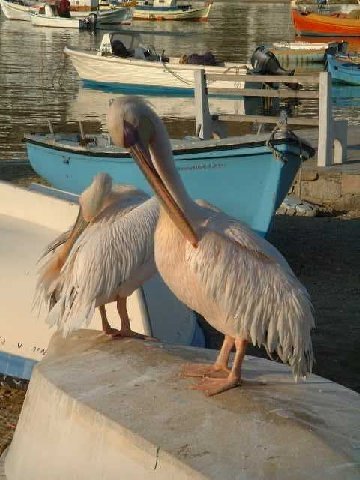 pelicanos2_4797.jpg