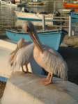 pelicanos2_4797_small.jpg
