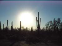 saguarontlpark2_9467_small.jpg